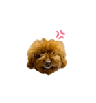 トイプードルのルーディ（個別スタンプ：30）