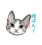 猫の絵スタンプ。②（個別スタンプ：32）