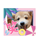 豆柴^ ^（個別スタンプ：3）