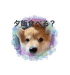 豆柴^ ^（個別スタンプ：21）