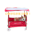 コーギーのすてきな毎日（個別スタンプ：2）