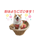 コーギーのすてきな毎日（個別スタンプ：4）