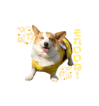 コーギーのすてきな毎日（個別スタンプ：10）