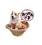 コーギーのすてきな毎日（個別スタンプ：19）