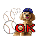 飛び出す！野球実況犬のマルちゃん(実写）（個別スタンプ：3）