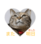 あんずちゃん其の9（個別スタンプ：1）