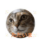 あんずちゃん其の9（個別スタンプ：5）