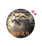 あんずちゃん其の9（個別スタンプ：6）