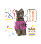 あんずちゃん其の9（個別スタンプ：11）
