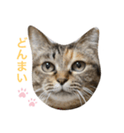 あんずちゃん其の9（個別スタンプ：13）