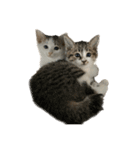 にゃんズzzzzz（個別スタンプ：17）