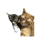 にゃんズzzzzz（個別スタンプ：30）