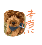 かわいいもじゃスタンプ第三弾（個別スタンプ：1）