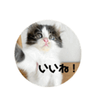 ハッチの日常スタンプ（個別スタンプ：3）