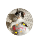 ハッチの日常スタンプ（個別スタンプ：8）