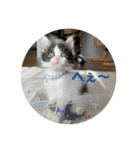 ハッチの日常スタンプ（個別スタンプ：9）