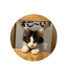 ハッチの日常スタンプ（個別スタンプ：15）