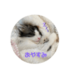ハッチの日常スタンプ（個別スタンプ：19）
