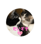 ハッチの日常スタンプ（個別スタンプ：21）