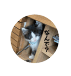 ハッチの日常スタンプ（個別スタンプ：24）