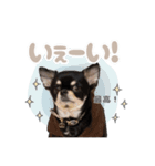 我が家のまろ4（個別スタンプ：3）