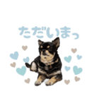 我が家のまろ4（個別スタンプ：4）