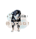我が家のまろ4（個別スタンプ：6）