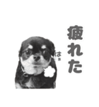 我が家のまろ4（個別スタンプ：7）