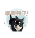我が家のまろ4（個別スタンプ：10）