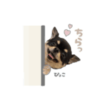 我が家のまろ4（個別スタンプ：11）