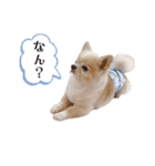 3チーナッキー（個別スタンプ：3）