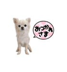 3チーナッキー（個別スタンプ：4）