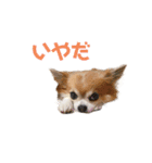 3チーナッキー（個別スタンプ：5）