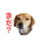 3チーナッキー（個別スタンプ：8）