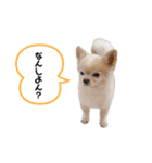3チーナッキー（個別スタンプ：10）