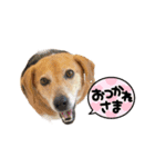 3チーナッキー（個別スタンプ：12）