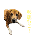 3チーナッキー（個別スタンプ：14）