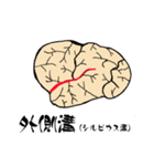 脳-brain-(大脳皮質)（個別スタンプ：3）