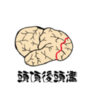脳-brain-(大脳皮質)（個別スタンプ：4）