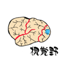 脳-brain-(大脳皮質)（個別スタンプ：13）