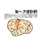 脳-brain-(大脳皮質)（個別スタンプ：16）