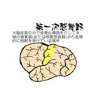 脳-brain-(大脳皮質)（個別スタンプ：17）