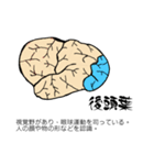 脳-brain-(大脳皮質)（個別スタンプ：20）