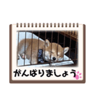 豆柴pocky2（個別スタンプ：20）