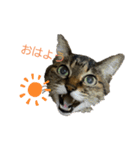 キジ猫の日常スタンプ（個別スタンプ：1）