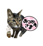 キジ猫の日常スタンプ（個別スタンプ：4）