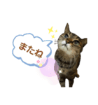 キジ猫の日常スタンプ（個別スタンプ：7）