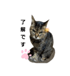 キジ猫の日常スタンプ（個別スタンプ：8）