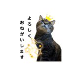 キジ猫の日常スタンプ（個別スタンプ：9）