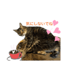 キジ猫の日常スタンプ（個別スタンプ：11）
